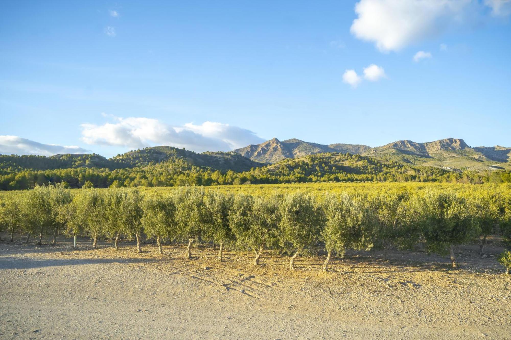 Finca El Espilo Lucar Exteriér fotografie